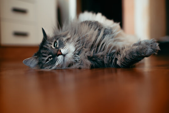 A domestic cat lies comfortably on a wooden floor inside a warm environment. The cat appears to be engaged in a playful mood while stretching and enjoying its surroundings