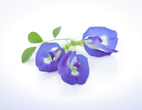 Fresh Blue pea Asian pigeonwings isolated on white background