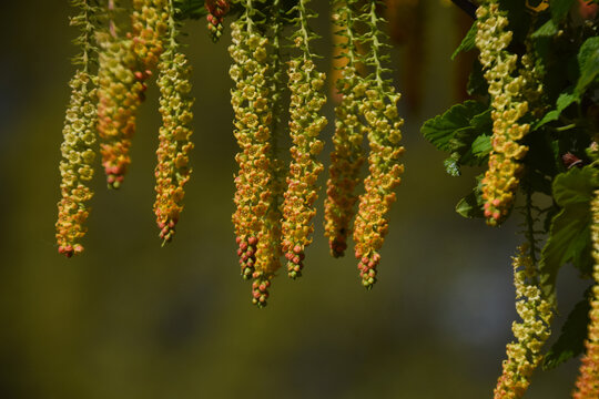 Detail of catkin flowers