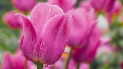 Fototapeten Pink Pink tulip closeup in garden at the sunrise time  © Alexandra Lande
