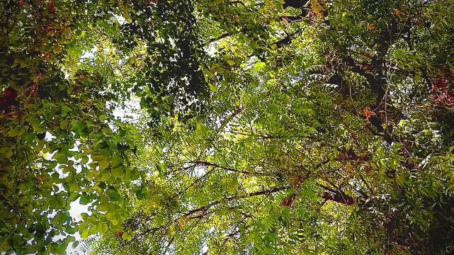 Neem Treen In Hard Sun Light (Fight against sun light)