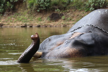 Fototapeta premium Elephant swimming in river | Elephant bath