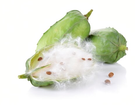Fresh Kapas kapas isolated on white background