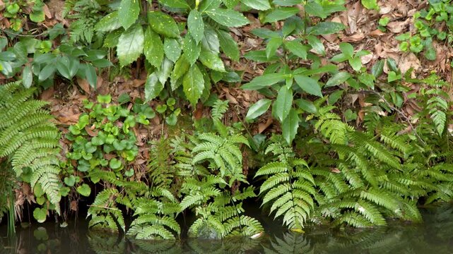 Lush Green Ferns and Foliage Along a Garden Pond in Kanazawa