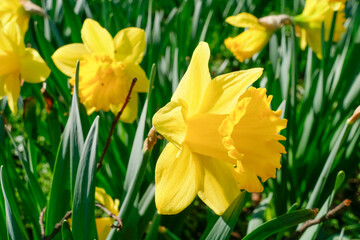 Obraz premium Gelbe Narzissen, Narzissenblüte (Narcissus Pseudonarcissus), Deutschland