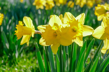 Obraz premium Gelbe Narzissen, Narzissenblüte (Narcissus Pseudonarcissus), Deutschland