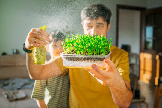 Family watering fresh eco microgreen plant indoors for spring