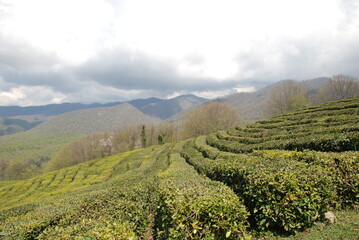 Obraz premium vineyard in tuscany