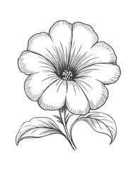 Obraz premium Hand drawn petunia flower in clean botanical line art style.