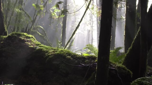 Mystical Sunbeams Through Foggy Temperate Rainforest with Ancient Trees and Green Ferns