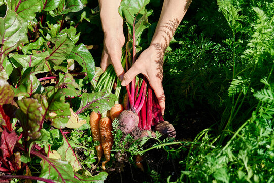 Harvesting carrots and beetroots in an organic home garden