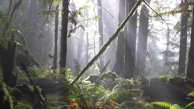 Mystical Sunbeams Through Foggy Temperate Rainforest with Ancient Trees and Green Ferns