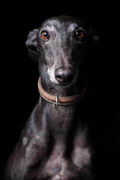 Close-up portrait of a black Greyhound looking at the camera