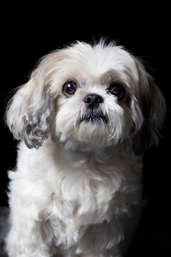 Cute Shih Tzu dog studio portrait on black background
