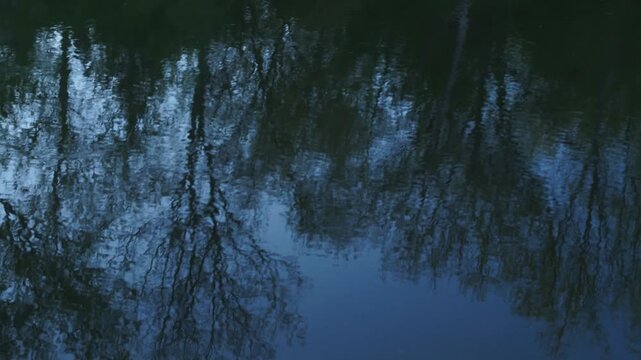 reflection of trees in water and duck swimming in the river