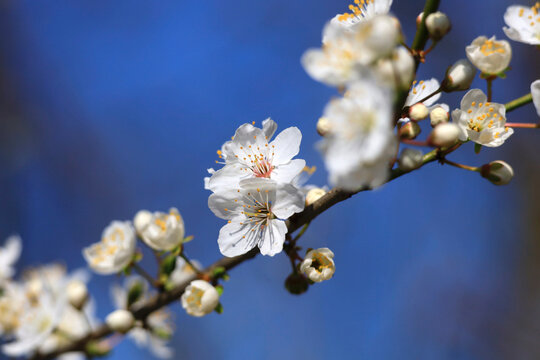 White tree blossom on a branch against a clear blue spring sky