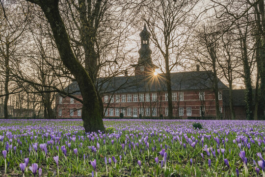 Husum castle in North Frisia with blooming purple crocus field