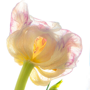 Close-up of a translucent wilted tulip flower on a white background