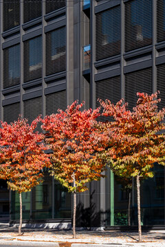 Sustainable urban scandinavia architecture meets trees in a streetscape where modern facade and building shade define a calm daylight environment