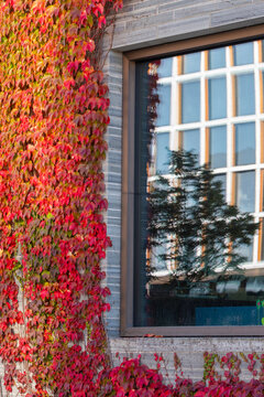 Sustainable scandinavia modern urban architecture features ivy vines and greenery on facade near a window highlighting daylight ecology and texture