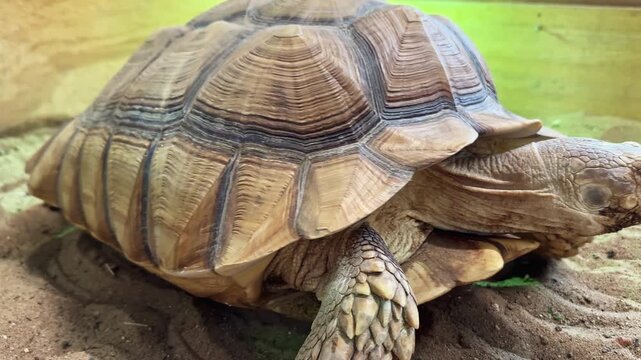 A turtle crawls on the sandy ground inside an enclosure at a wildlife center during the day. The animal is focused on its surroundings as it makes its way forward.