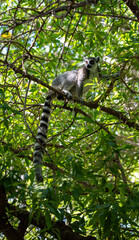 Fototapeta premium Ring-tailed lemur Lemur catta perches on a thick branch in sunlit canopy, long black and white tail curling below, direct gaze toward viewer