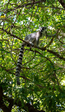 Ring-tailed lemur Lemur catta perches on a thick branch in sunlit canopy, long black and white tail curling below, direct gaze toward viewer