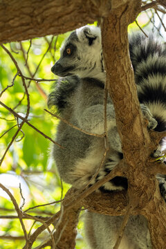 Ring-tailed lemur Lemur catta clings vertically to a tree trunk, distinctive black and white striped tail wrapped around the bark, amber eye alert, green bokeh background