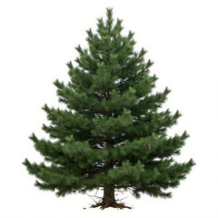 Fototapeta premium Full evergreen pine tree cutout with transparent background evergreen deciduous