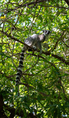 Fototapeta premium Ring-tailed lemur Lemur catta sits on a branch deep in leafy tree canopy, distinctive striped tail hanging down, amber eye visible