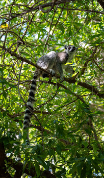 Ring-tailed lemur Lemur catta sits on a branch deep in leafy tree canopy, distinctive striped tail hanging down, amber eye visible