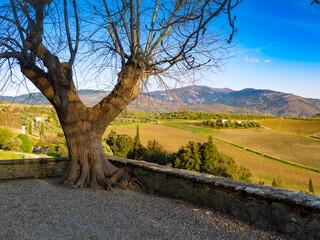 Italia, Toscana, Firenze, Pontassieve, campagna toscana, Nipozzano. © gimsan