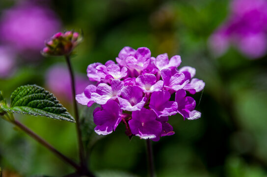 Lantana montevidensis, com&uacute;nmente llamada lantana rastrera o lantana llorona, es originaria de las zonas tropicales de Sudam&eacute;rica