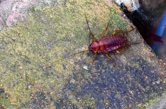Blattodea es un orden de insectos que incluye cucarachas y termitas