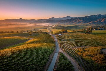 Naklejka premium Dawn light over rolling vineyard landscape with geometric grapevine patterns