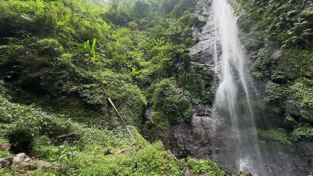 Stunning tropical waterfall flowing amidst a lush green jungle, symbolizing nature's resilience and vital ecological processes. Perfect for themes of conservation, environmental health, and untouched.