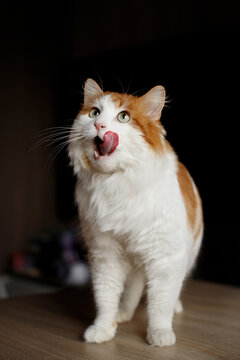 Funny ginger and white cat licking its nose with tongue out, fluffy domestic pet standing on wooden table at home, hungry kitten waiting for food, cute feline portrait, curious animal, bright eyes.