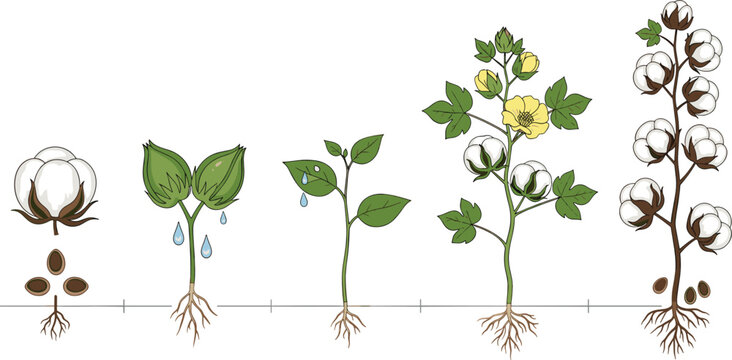 Cotton plant life cycle vector set featuring seed germination flowering and harvest stages for textile education.