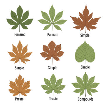 Different types of leaf shapes and structures.