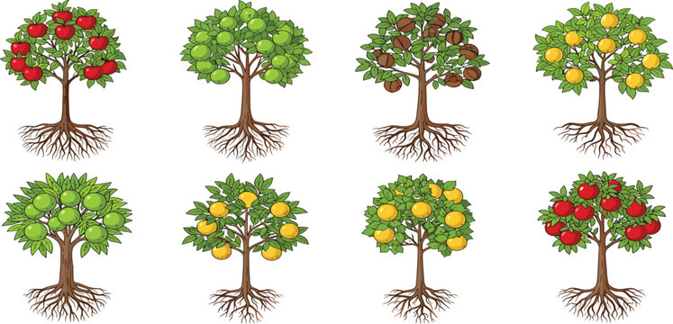 Fruit tree vector set featuring apple citrus and nut trees with roots for botanical education design