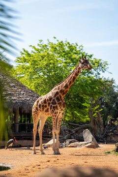 Adult giraffe Giraffa camelopardalis stands on sandy ground near thatched structure, saddle-billed stork visible nearby, green tree in background under blue sky