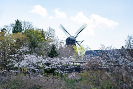 桜と風車