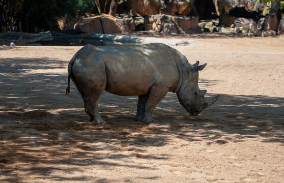 White rhinoceros Ceratotherium simum moves across sandy terrain in dappled shade, prominent double horn clearly visible, zebra and rock formation in background