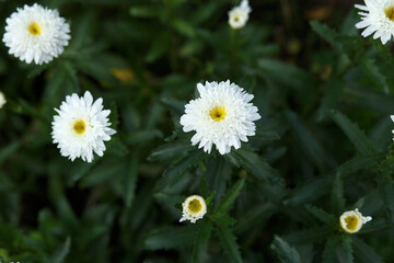 Fototapeta premium White daisy like flowers in garden soft focus natural floral background delicate summer bloom