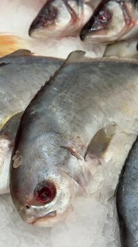 Frozen pompano on ice counter in fish shop, silver yellow fish lying on shallow crushed ice, retail display arranged.