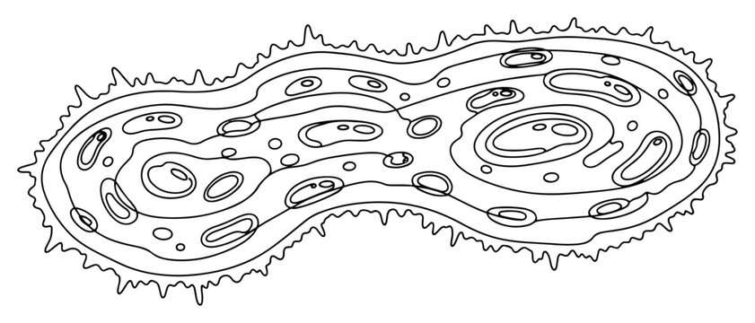 Microscopic cell division process with organic patterns and nucleus details in hand drawn linear style