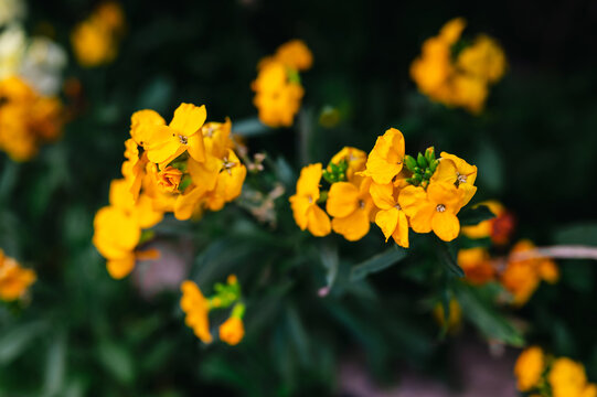 Golden Wallflower Bloom (Erysimum cheiri) in Soft focus, summer yellow floral background