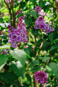 Blooming Lilac Flowers (Syringa vulgaris), spring garden plant, floral nature background