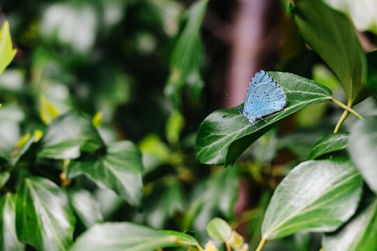 Holly Blue Butterfly (Celastrina argiolus) Resting on green leaf in natural light, spring nature background