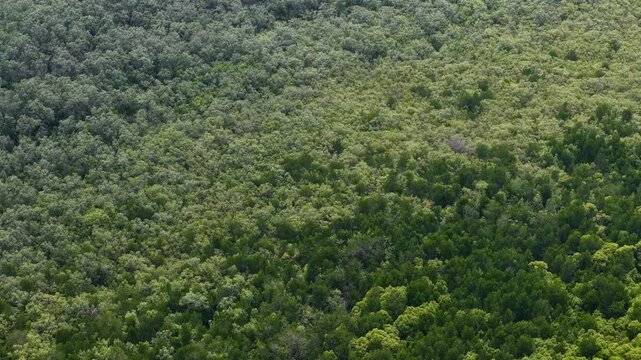 Aerial Drone View Over Ayer Baloi Mangrove Forest Malaysia